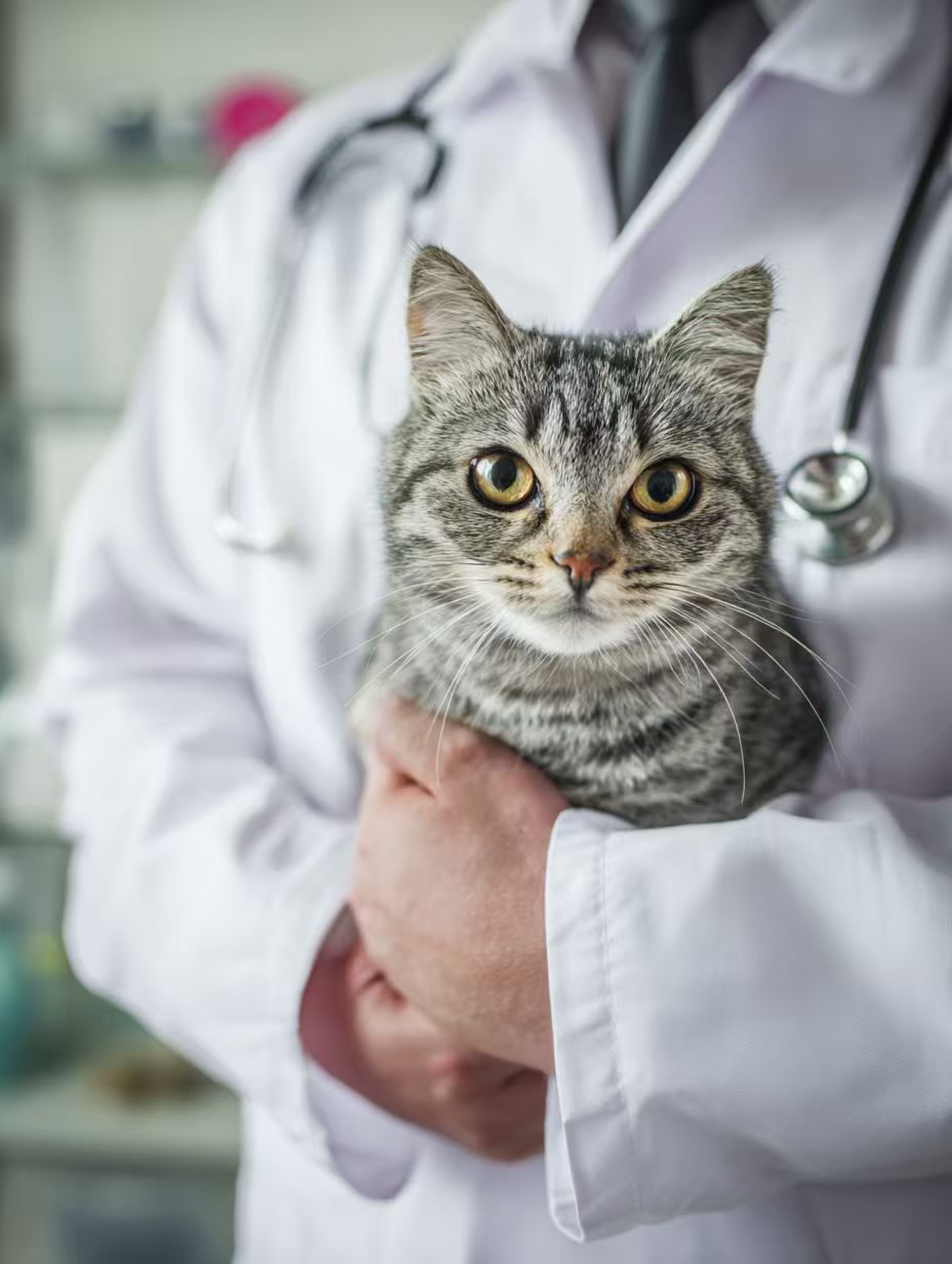 猫とPettiChatのAI解析を表した開発イメージ